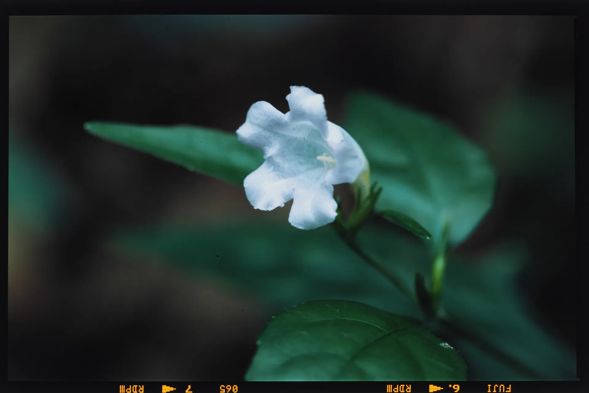 Strobilanthes tashiroi - 沖縄鈴虫草